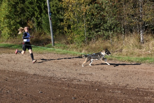Under sommarhalvåret kör jag även en hel del löpning med hundarna, perfekt att träna kommandon
