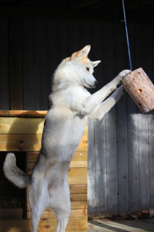 Den hängande gottestubben i hundgården erbjuder rörelse-, jakt- och födoberikning allt i ett.