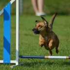 Agility steg 1, Karin Neuhaus, Start 8/4