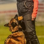 Tävlingslydnad klass 1 - fortsättning, Annette Ståhl, Start 5/4 KURSEN ÄR FULL!