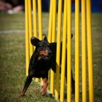 Agility steg 2, Lotta Zanderholm, Start 7/5