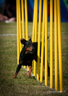 Agility steg 2, Lotta Zanderholm, Start 7/5 - Agility steg 2, Lotta Zanderholm, Start 7/5