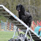 Agility Steg 3, Marie Hellberg, Start 23/5
