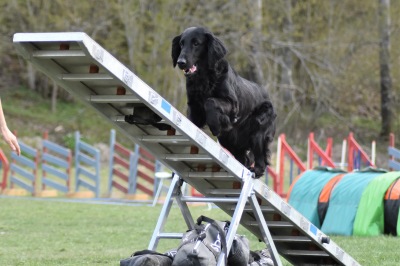 Agility Steg 3, Marie Hellberg, Start 23/5 - Agility Steg 3, Marie Hellberg, Start 25/5