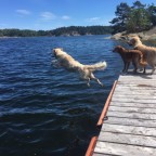 Sommarkurs Allmänlydnadsskoj, Caroline Blad, Start 10/7