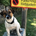 Allmänlydnadskurs, Caroline Blad, Start 11/3