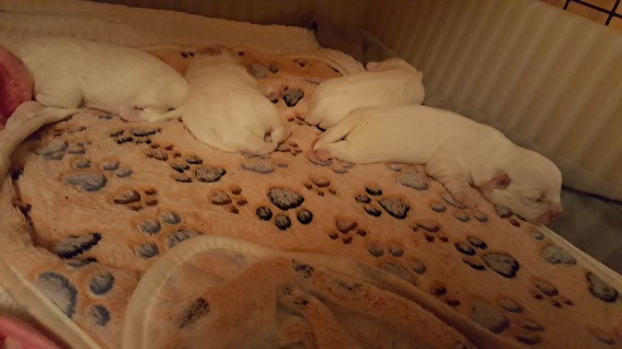 Valparna 10 dagar Valparna 10 dagar
