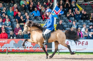 Dräktig med Þórálfur frá Prestsbæ Dräktig med Þórálfur frá Prestsbæ