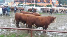 Bulls in the pen show. Click to enlarge.