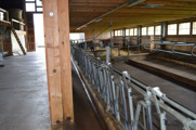 The cow shed at Barenegg