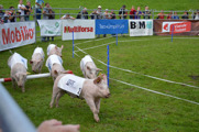 And of course... the highlight of the day - the pig race!