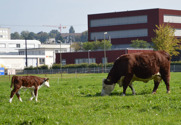 Lovely cow and calf at Rinderknechts