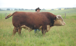 Doug Finseth together with one of the herd sires