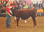 Reserve Grand Champion Female: Remitall Marvel ET 12Z. Born 2012. By Harvie Tailor Made ET 7W owned by Remitall West, Olds.