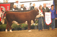 Grand Champion bull: Remitall West Game Day ET 74Y. Born 2011. By SHF M326 Wonder W18 ET owned by Remitall West, Bacon Herefords and Glengrov Farms.