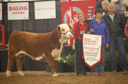 Reserve Grand Champion Bull: GH 7101 Rock Solid 5Z. Born 2012, By UP STCC Nitro 1ET owened by Hirsche Herefords, High River.