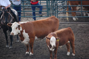 Grand Champion Cow and Calf: Remitall Rita 13T with bull calf Remitall West Eberle 29Z