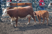 Reserve Grand Champion Cow and Calf: Bar-RZ 30N Udaya ET 54U with heifer calf Bar-RZ 261U Miss Zaida 70Z.