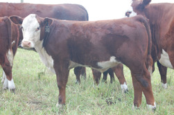 Bull calf at Harvies