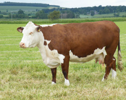 Very nice cow at Romany