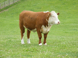 A powerful heifer at Auckvale