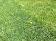 Grässkydd (slutet av maj 2017) Grässkydd (slutet av maj 2017)