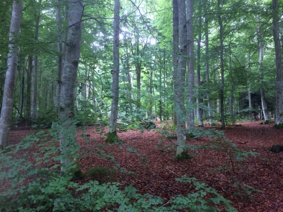 Sveriges största ekskog, Visingsö Sveriges största ekskog, Visingsö