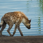 Hyena Namibia 