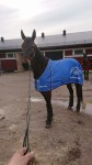 Spitcam Jubb i sitt fina "Årets Häst" täcke. Sponsrat av Granngården. Foto: Micael Broberg