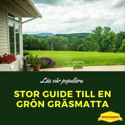 Stor guide till grön Gräsmatta