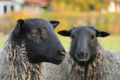 Öströö Fårfarm Öströö Fårfarm
