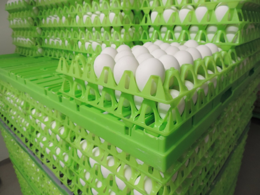 Äggpackeri Halland. Med vårt packeritillstånd kan vi på Järnvirke äggpackeri leverera ägg från frigående höns till gårdsbutiker och torghandlare i Falkenberg, Varberg och hela Halland