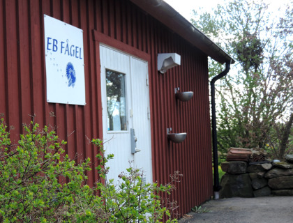 Gårdsbutik med kalkon & gås mellan Varberg & Falkenberg i Halland. EB Fågel kalkonfarm & gårdsbutik med gårdsförsäljning av kalkon & gås. Hel kalkon, styckdelar kalkon, kalkonklubbor…