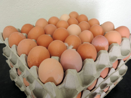 Beställ vita och bruna ägg i fack producerade av våra frigående höns på Järnvirke Hönseri mellan Varberg & Falkenberg mitt i Halland.