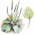 fridanettelbladt1