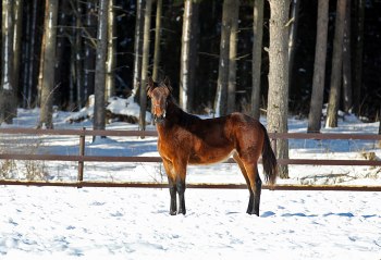D´One född 2010 efter de båda världsrekordhållarna Donato Hanover - Giant Diablo som delar på världsrekordet 1.08,5. D´One född 2010 efter de båda världsrekordhållarna Donato Hanover - Giant Diablo som delar på världsrekordet 1.08,5.