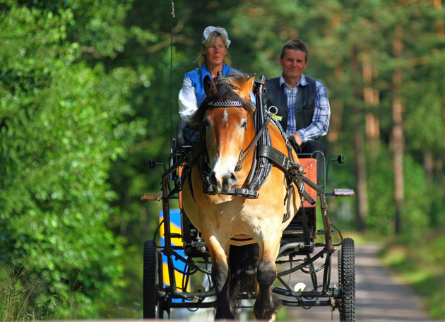 Från gården skall man kunna åka häst o vagn till Lurrehus på picnik...jag fick åka med en liten bit och jag lovar det är riktigt rogivande!!