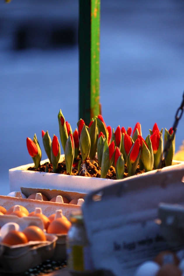 Blommorna har en tuff tillvaro på torget. Notera äggen...en delikatess frusna ägg?? Blommorna har en tuff tillvaro på torget. Notera äggen...en delikatess frusna ägg??