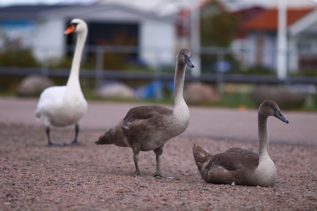 Mamma Svan har koll.... Mamma Svan har koll....