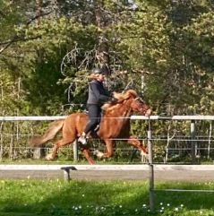 Yssa 1:a klass femgångssto med extremt bra tölt och pass! Yssa 1:a klass femgångssto med extremt bra tölt och pass!