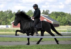 Tyr från Agersta född 2005 fyrgångare med 8.5 alla gångarter och 9 spirit. e. Mökkur u. Rún Tyr från Agersta född 2005 fyrgångare med 8.5 alla gångarter och 9 spirit. e. Mökkur u. Rún