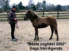 Saga från Agersta bästa unghäst i Sverige år 2002. Saga från Agersta bästa unghäst i Sverige år 2002.