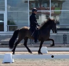 Vackra Mist första klass bedömd med 8.22 för ridegenskaper på Romme1 juni 2019. Vackra Mist första klass bedömd med 8.22 för ridegenskaper på Romme1 juni 2019.