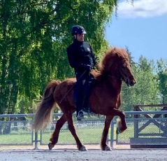 Sveriges högst bedömda unghäst 2012 - Olympia från Agersta visas in i första klass. Ryttare: Erlingur Erlingursson. Sveriges högst bedömda unghäst 2012 - Olympia från Agersta visas in i första klass. Ryttare: Erlingur Erlingursson.