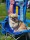 Caia Leksand IDS 2 BT Cert J-cacib BIR-junior Bild3