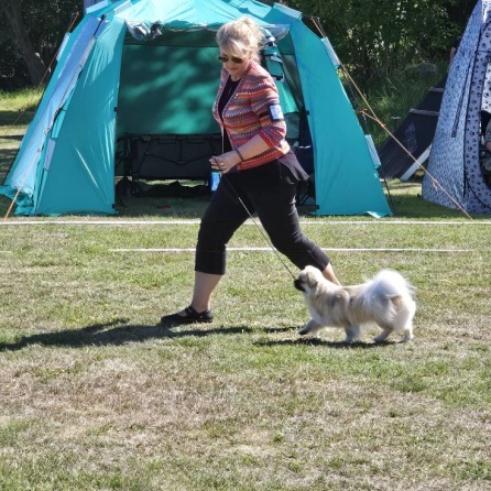 Caia på språng.