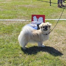 Caia Bästa tik Kalmar 2025