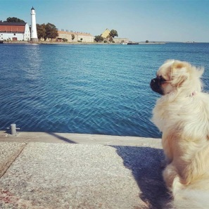 1:a Hund vid havet. Viivi. 