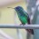Steely-vented Hummingbird 