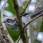 Antioquia Brushfinch